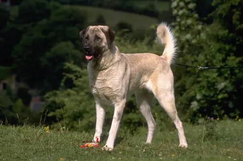 最新犬种探索，与自然共舞，心灵平静之旅